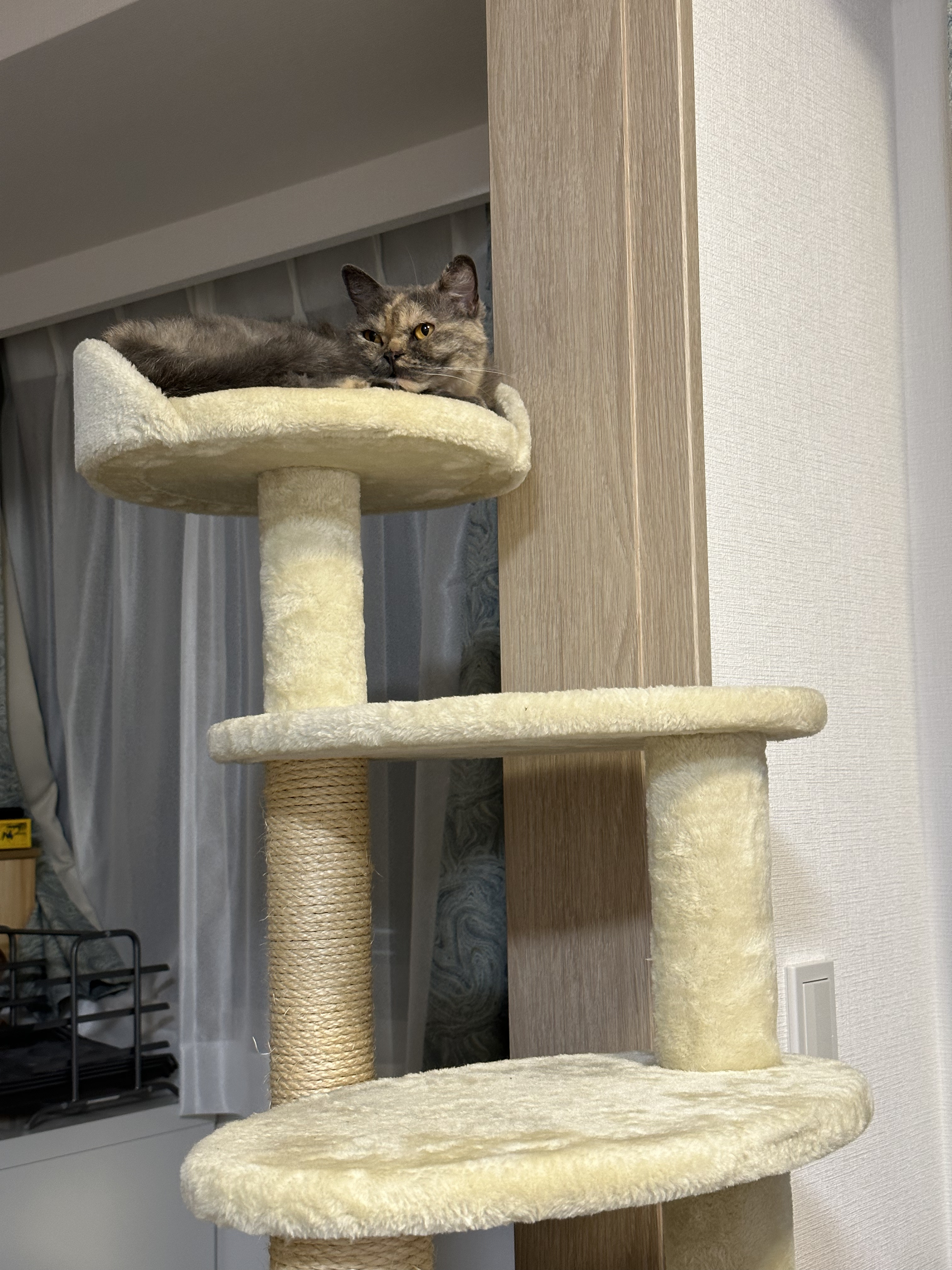 キャットタワーで過ごす猫