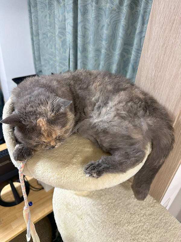 LObŶ镔