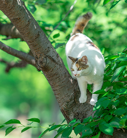 猫は元々木に登って狩りをする動物