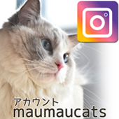 Instagram maumaucats