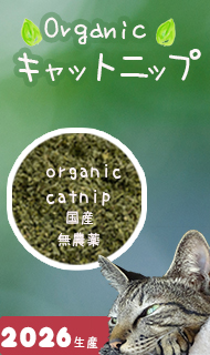 キャットニップ
